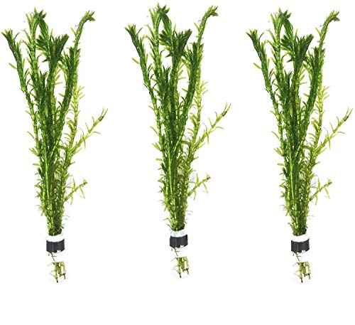 3 Bundles Anacharis Egeria Densa Elodea Live Aquarium Plants Freshwater Pond Aquatic Water Plant Decorations by Greenpro