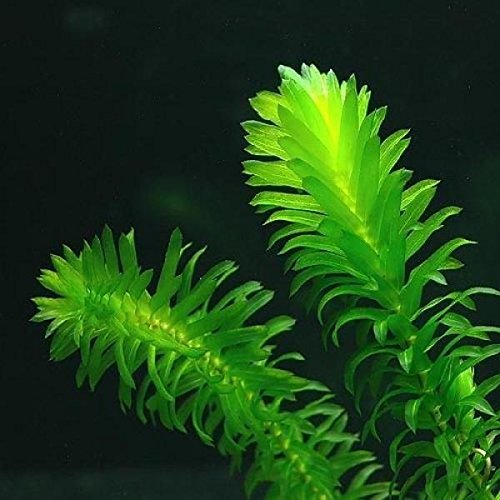 Planterest Anacharis Egeria Elodea Densa Beginner Tropical Live Aquarium Plants Java Moss