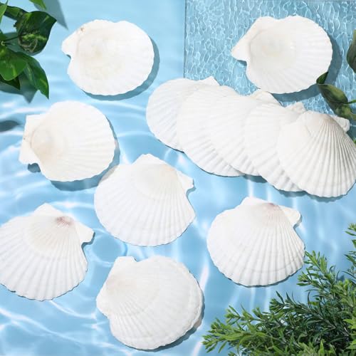 GlikCeil 50 Pcs Sea Shell for Crafting Natural Large Scallop White Oyster Shells Bulk for Decorating DIY Home Decor Beach Wedding Ocean Themed Party(3.9''-4.3'') - size: 3.9''-4.3''