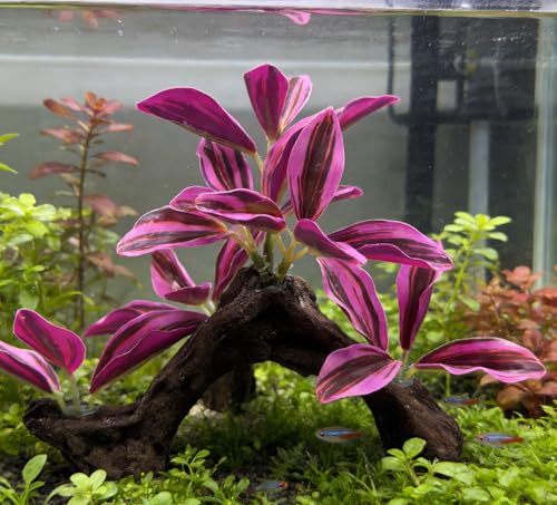 M2cbridge Fish Tank Plastic Soft Grass Artificial Betta Water Plants Decoration Goldfish Hide 2pcs (Purple) - color: Purple