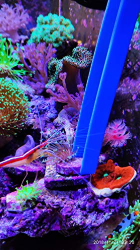 Aquarium Choice Coral Feeder Syringe - 11.8 Inch Reef Tweezers, Never Rusts, Fish Excreta Cleaner