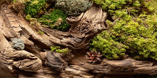 36x18 inches Aquarium Fabric Background Composition of Lichen Withered Tree Aquarium Background Fish Tank Aquatic Plants Background - size: 36X18inch