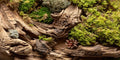 48x24 inches Aquarium Fabric Background Composition of Lichen Withered Tree Aquarium Background Fish Tank Aquatic Plants Background - size: 48X24inch