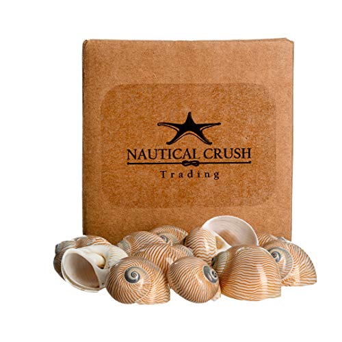 Hermit Crab Shells | Turbo Shells | 12 Natica Lineata Shells 3/4"- 1.5" | Hermit Crab House for Décor | Plus Free Nautical eBook by Joseph Rains