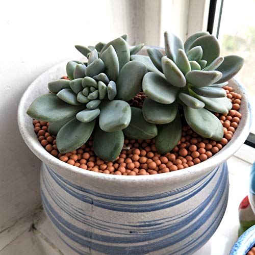 Clay Pebbles Gardening Ceramsite Orchid Hydroponic Grow Media Clay Rocks Drainage Water Purification Ceramsite Decor Cultivation Soil Stone Horticultural Grade for Soil Hydroponics Aquaponics 2.2lb - color: Clay Pebbles, size: 2.2 lb
