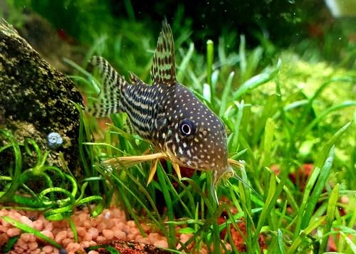 Swimming Creatures 3 PCS Assorted Corydoras Mix, Freshwater Aquarium Catfish Live Arrival Guarantee (2-3 Kinds Mix)