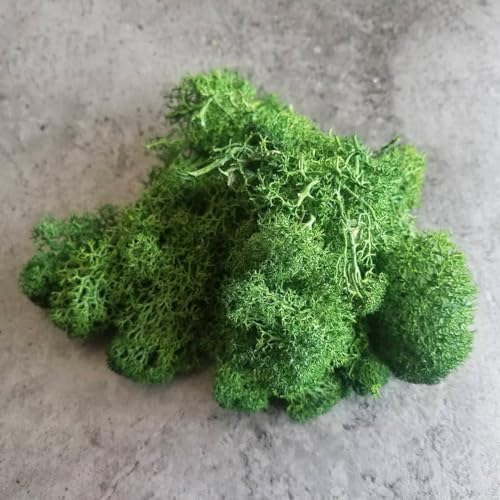 Preserved Reindeer Moss Natural Green DIY Kit Gardenning Art Wall Decor Florist Decor Easter Table Decor Wedding - color: Green-02, size: 0.85 lb
