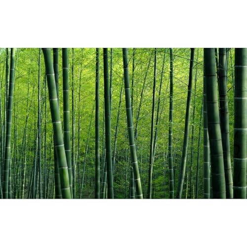 Bamboo Forest Aquarium Background Lush Green Bamboo Forests Scenery Fish Tank Background Idyllic Scenic Bamboos Terrarium Backgrounds Tranquil Bamboos Trees Reptile Tank Backgrounds 24x12in - color: Green, size: 24(W)x12(H)in