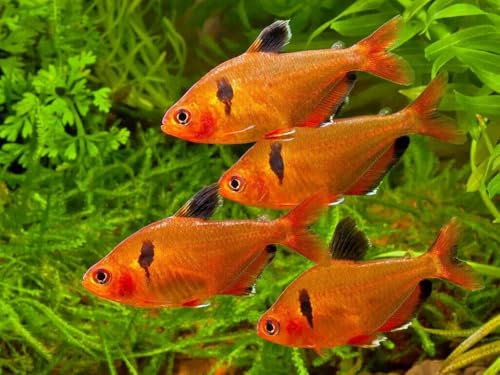 1mm - 1/32" Floating Pellets for Bettas, Siamese Fighting Fish, Guppies, Tetras, Live Bearers, Baby Koi, All Smaller Tropical and Pond Fish...WL 8oz Sm Jar