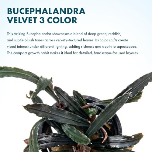 Bucephalandra Velvet 3 Color Potted Live Aquarium Plant - Natural Freshwater Fish Tank Decorations, Aquatic Décor - color: Velvet 3 Color, size: Potted Plant
