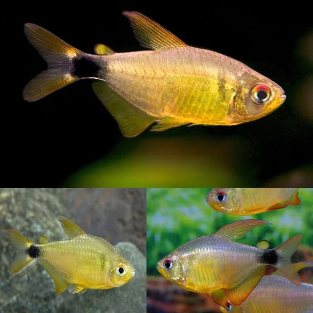 Kitty Tetra (Pack of 8 Fish) - Aquarium Exotic Freshwater Live Fish