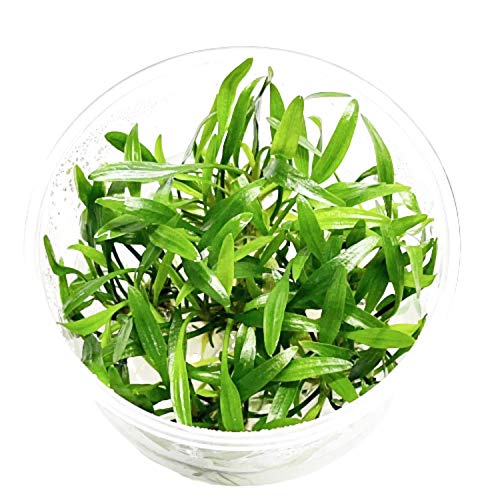 Cryptocoryne Lucens Tissue Culture Live Aquarium Plant Tropical Freshwater Decorations BUY2GET1FREE