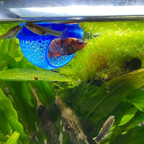 Floating Betta Hide & Shrimp Cave – 3D Printed Aquarium Hammock, Feeding Ring & Resting Spot for Betta Fish, Shrimp & Small Fish (Eco-Safe PLA) - color: Green