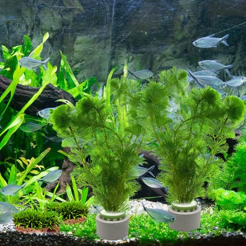 Rainmae 20 Pack New Upgrade Aquarium Plant Weights, Aquatic Water Plant Fixed Rings, Water Plants Cultivation Fixed Ring Plant Pot, Landscape Ceramic Pottery Gravity Ring for Fish Tank Accessories - color: 20 Pcs