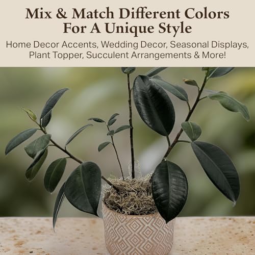 Preserved Spanish Moss - Decorative Moss - Dried for Crafts, Home Decor, Art, Design & DIY Projects - for Indoor Use - Natural - Standard Box - Covers 10-12 sq. ft. - color: Natural, size: Large