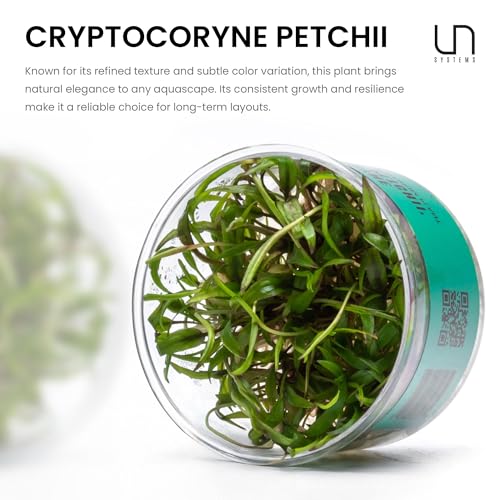Ultum Nature Systems Live Plants - Crypt Petchii (Cryptocoryne petchii) - Low to Medium Light Green and Bronze Rosette Plant for Foreground to Midground Aquascapes - Tissue Culture Cup - color: Cryptocoryne Beckettii Petchii