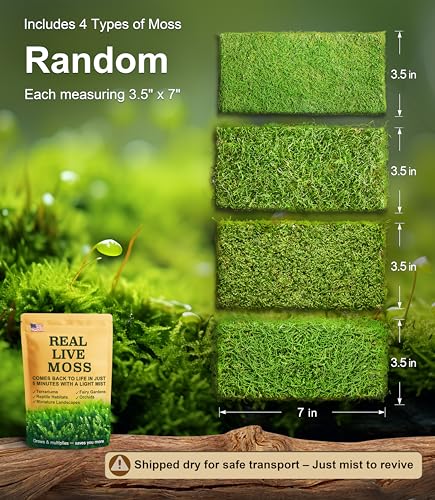 Live Moss 4-Pack (Each 3.5"x7") – Real Mixed Moss for Terrariums, Reptile Habitats, Fairy Gardens & Potted Plants – 4 Random Varieties, Easy to Revive, Natural Green Decor