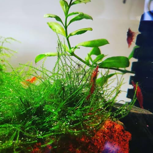 Java Moss on Coconut Shell Driftwood Bridge Live Aquatic Plant for Freshwater Fish Tank Decoration