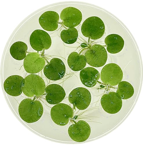 Amazon Frogbit, Limnobium laevigatum, Live Aquarium/Aquatic/Freshwater/Floating/Pond Plant/Planted Tank/Aquascaping/Paludarium by Aquarium Plant Center (6 Plants (18+ Leaves)) - style: 6 Plants (18+ Leaves)