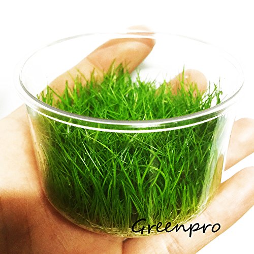 Dwarf Hairgrass Live Aquarium Plants Tissue Culture Cup Freshwater Fish Tank Decorations