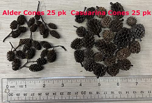 Alder & Casuarina Cones Betta Shrimp Tank Promotes Natural Habitat, Breeding, Tannin Producing Improves Immunity, Easy to Use, by Awesome Aquatic (25 Pack Casuarina) - size: 25 Pack Casuarina