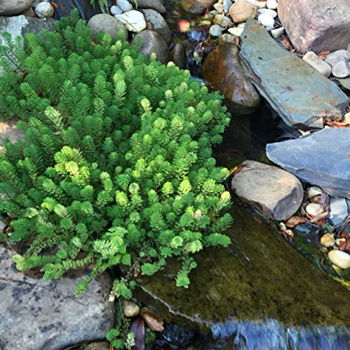 Chalily Parrot’s Feather, a Great Live Pond Plant for Your Water Garden. Filters The koi and Goldfish Pond. Good for Bogs, Plant Shelf or Shallow Water This marginal Aquatic is a Real Beauty - color: Parrot's Feather