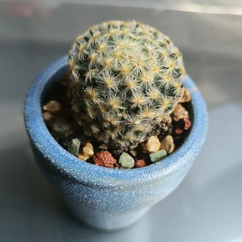 YISZM Succulent Cactus Soil Potting Mix Horticultural Lava Rocks Bonsai Soil for Indoor Plants Drainage Volcanic Rock for Terrarium Gardening Top Dressing 2lb - color: Multi, size: 2 Pounds