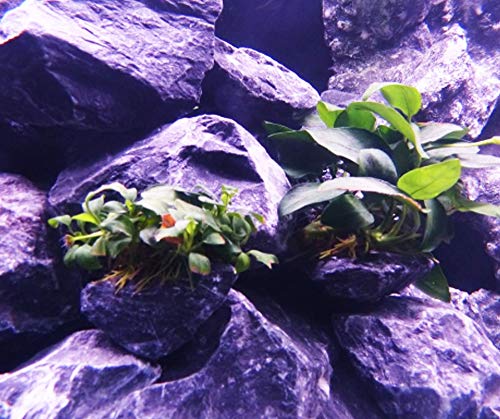 (1 Pack) Anubias Nana Petite on Nano Driftwood Freshwater Live Aquarium Plants Decorations by Mainam