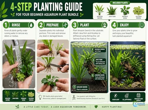 Assorted Mixed Plant Bundle - Live Aquarium Plant - Freshwater - Low | Medium | High Light