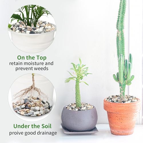 FANTIAN 2 lbs Succulent and Cactus Pebbles Gravel, 3/8 Inch Mixed Color Decorative River Rocks for Plants Indoor, Vases, Terrarium, Potted Top Dressing and Outdoor Decorative Stones - color: Mixed Color Gravel