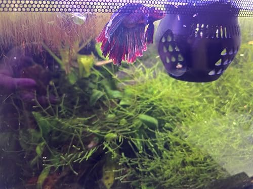 L&D Creations Floating Betta Fish Feeding Ring and Hide