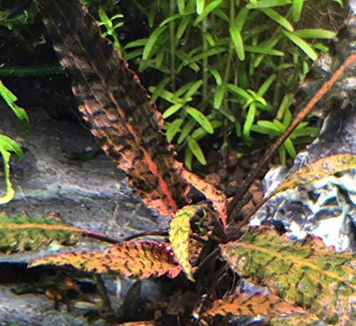 Cryptocoryne Nurii Nano Mini Tissue Culture Freshwater Live Aquarium Plants Decoration