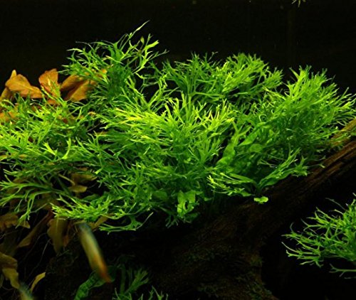 Microsorum Pteropus Windelov Java Fern Lace Potted Freshwater Live Aquarium Plants Decoration Fish Tank by greenpro