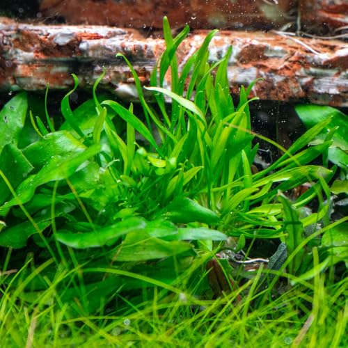SubstrateSource Cryptocoryne Live Aquarium Plants - Freshwater Plant for Aquariums, Planted Fish Tanks - Beginner Friendly (Lucens, 1 Pot (3-5 Plants)) - color: Lucens, size: Pot