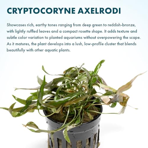 SubstrateSource Live Plants - Cryptocoryne Axelrodi (Cryptocoryne axelrodi) - Low to Medium Light, Olive to Reddish-Brown Freshwater Aquatic Plant, Midground Placement for Aquascaping - Pot, 1 Pack - color: Axelrodi, size: Pot