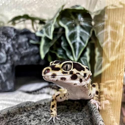 Reptile Plants,Terrarium Decor,Amphibian Habitat Decor,Artificial Plants for Gecko Chameleon Snake Tortoise Tank Accessories with Base(Alocasia) - color: Alocasia