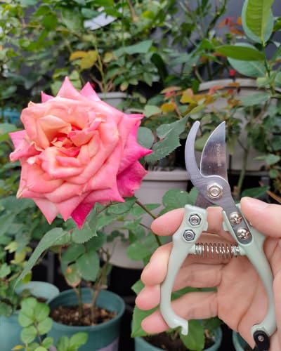 Fondwell 6" Gardening Shears Hand Pruners: Lightweight Garden Trimmers with Bypass Blades - Reliable Bonsai Cutters for Small Plants - style: 6" Curved