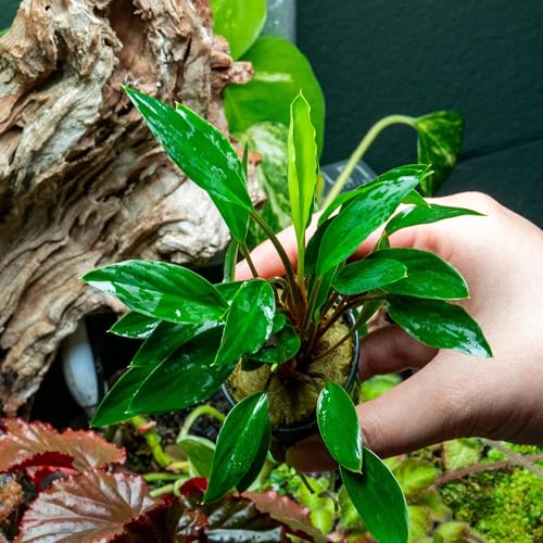 SubstrateSource Live Jungle Plant - Homalomena sp. 'Sekadau South' - Easy Care, Low to Medium Light, Green Accent, Freshwater Terrestrial Plant for Paludariums and Ripariums - Pot - color: Homalomena Sp. Sekadau South, size: Pot