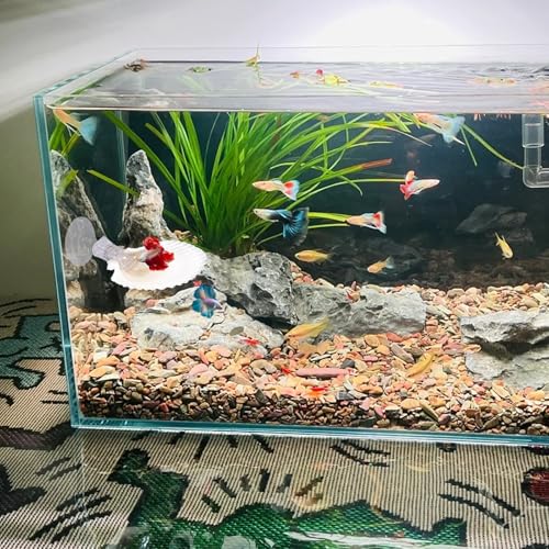 3 PCS Natural Shell Betta Fish Resting Spot, Betta Hammock Small Shell Bed with Suction Cups, Natural Habitat Breeding Spawning Ground for Betta, Shrimp, Aquarium Accessories Decorations
