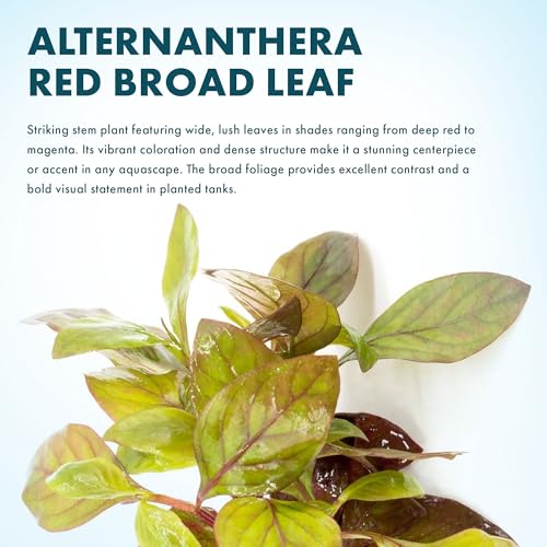 SubstrateSource Live Aquarium Stem Plants - Freshwater Aquatic Plant for Fish Tanks, Aquascaping - (Alternanthera Red Broad Leaf, 1 Bunch) - color: Alternanthera Red Broad Leaf, size: Lead Bunch - 1 Pack