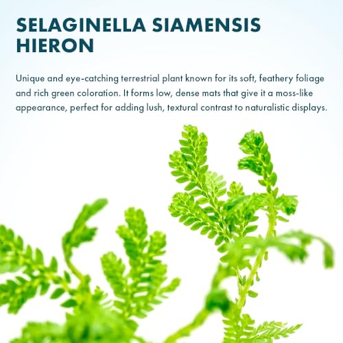 SubstrateSource Live Plants - Selaginella Siamensis (Selaginella siamensis) - Low to Medium Light, Bright Green to Lime Accents Aquatic Plant, Emersed or Terrarium Placement - Pot, 1 Pack - color: Selaginella Siamensis Hieron, size: Pot