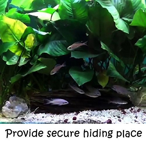 (Anubias Barteri Butterfly) Anubias, Java Fern, Moss and More! Freshwater Live Aquarium Plants on Driftwood for Aquatic Tropical Fish Tank Decorations - Easy to Drop