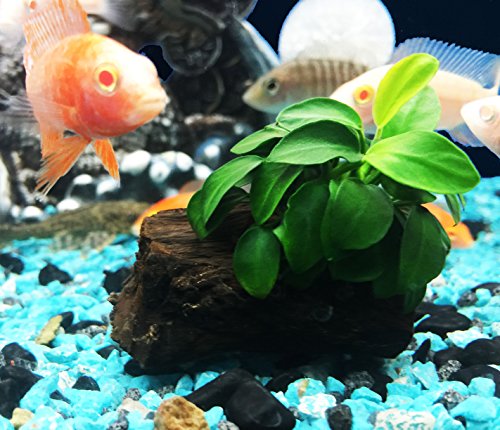 Dwarf Anubias Nana Petite on Driftwood Live Aquarium Plants Fish Tank Decorations Water Plants by Greenpro
