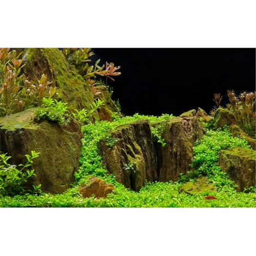 Aquarium Background Exquisite Underwater Grass with Moss Aquarium Backdrop Mysterious Stone Aquarium Background Durable Vivid and Fresh Leaves Background Tank Backdrop Decor Vinyl 24x12in - color: Cork Light Green, size: 24(W)x12(H)inches/ 60(W)*30cm(H)