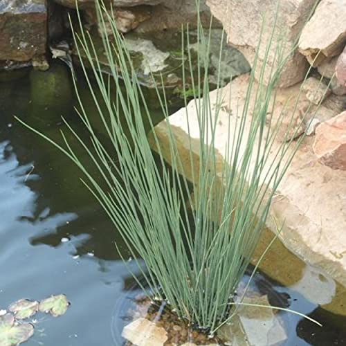 Chalily Blue Arrows Rush, a Great Live Pond Plant for Your Water Garden. Filters koi and Goldfish Ponds. Good for Bogs, Plant Shelf or Shallow Water This marginal Aquatic is a Real Beauty - color: Blue Arrows Rush