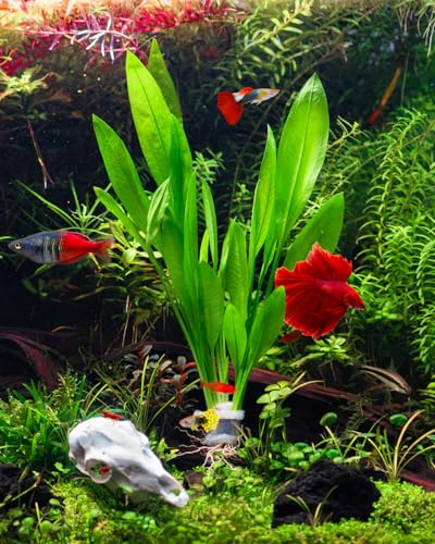 SubstrateSource Live Plant - Amazon Sword (Echinodorus Bleheri) - Beginner Friendly, Easy Care, Medium Light, Midground to Background Placement - Freshwater Aquarium Decoration - 1 Bunch (4-5 Plants) - color: Ech. Bleheri, size: 2 Pots