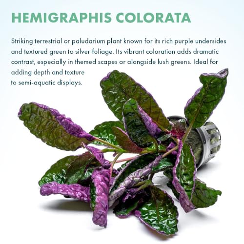 SubstrateSource Live Jungle Plants - Hemigraphis colorata (Hemigraphis sp.) - Low to Medium Light, Purple Green, Terrarium or Paludarium, Decorative Rosette Foliage - Pot - color: Hemigraphis Colorata, size: Pot