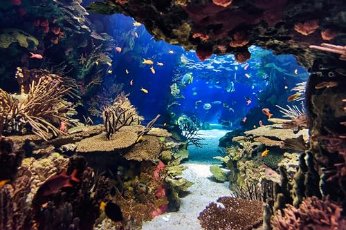 7x5ft Aquarium Backdrop Underwater Coral Plant Tropical Colorful Fish Background Diving Holiday Fishing Mermaid Birthday Party Decoration Photo Props Fish Tank Wallpaper - size: 7x5FT