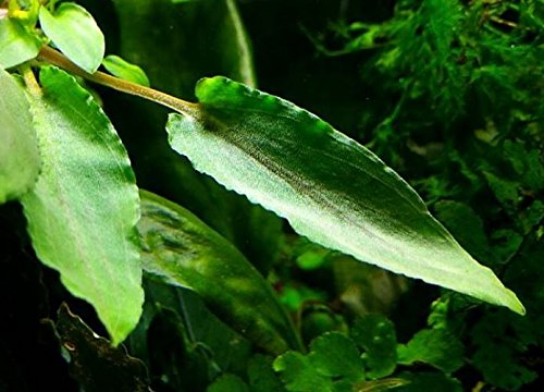 (Crytocoryne Wendtii Green Gecko) Live Aquarium Plants in Tissue Culture Cup Anubias, Cryptocoryne, Bucephalandra, Piptospatha Ridleyi and More 100% Pest Snail and Algae Free