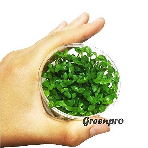 Staurogyne Repens Carpet Foreground Live Aquarium Plants Vitro TC Cup for Freshwater Fish Tank Decorations